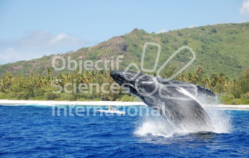 BaleineABosse005.jpg