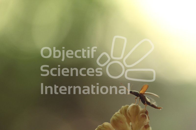 Keywords: formation biodiversita,photographie naturaliste,insecte,bestiole
