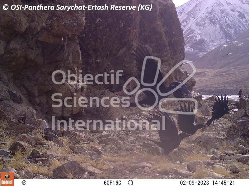 crave à bec rouge
Keywords: Nord de Sarychat-Ertash,Kirghizstan
