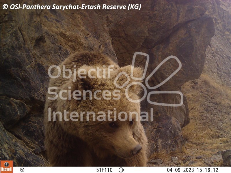 ours Tien Shan
Keywords: Nord de Sarychat-Ertash,Kirghizstan