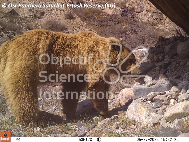 ours des Tien Shan
Keywords: Nord de Sarychat-Ertash,Kirghizstan