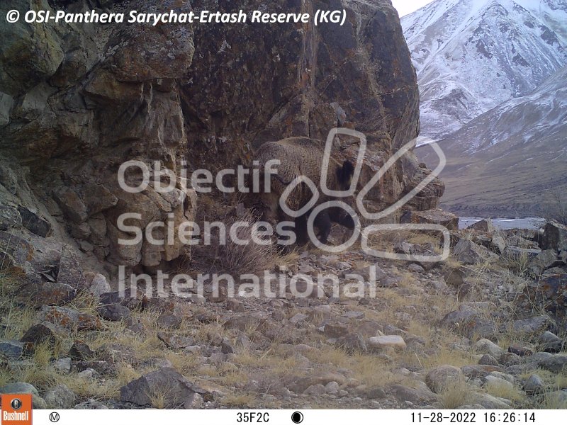 sanglier
Keywords: Nord de Sarychat-Ertash,Kirghizstan