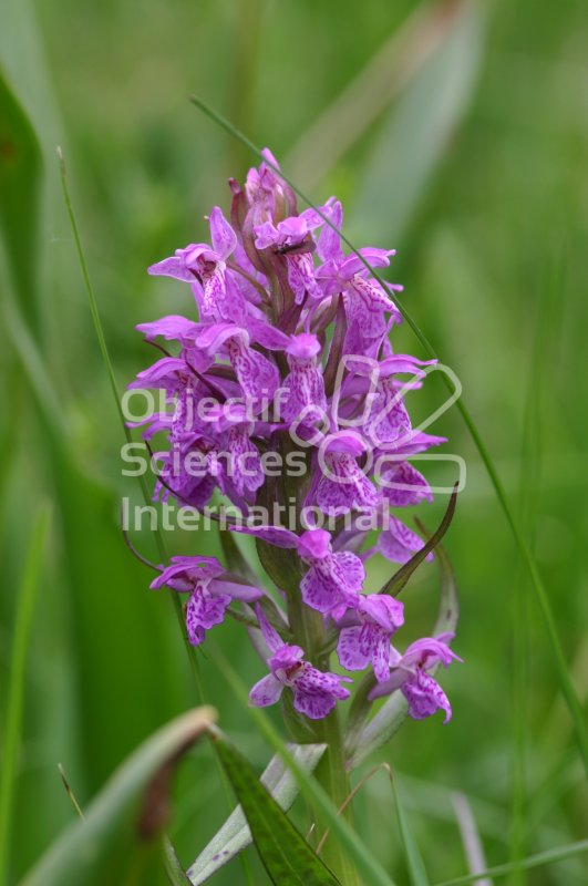 orchidee
