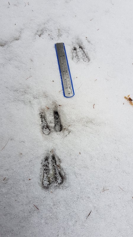 Empreintes de chamois
Keywords: snow,tracking,animal