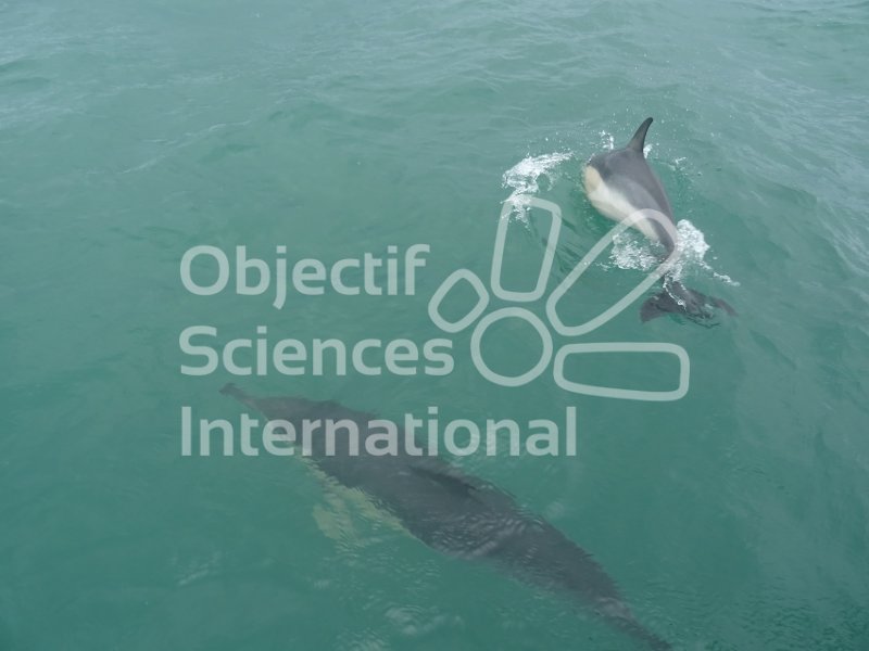 dauphins communs
Keywords: Cétacés,dauphins,observation,comptage