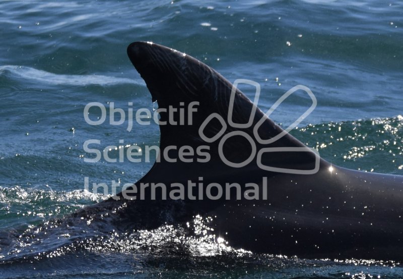 Keywords: dauphin,Bretagne,photo-identification