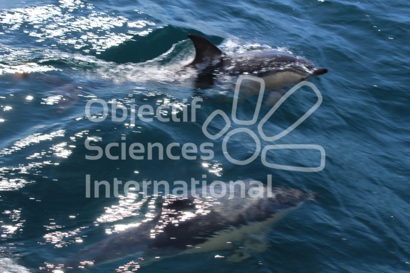 Keywords: Bretagne,dauphins,apprendre la photo