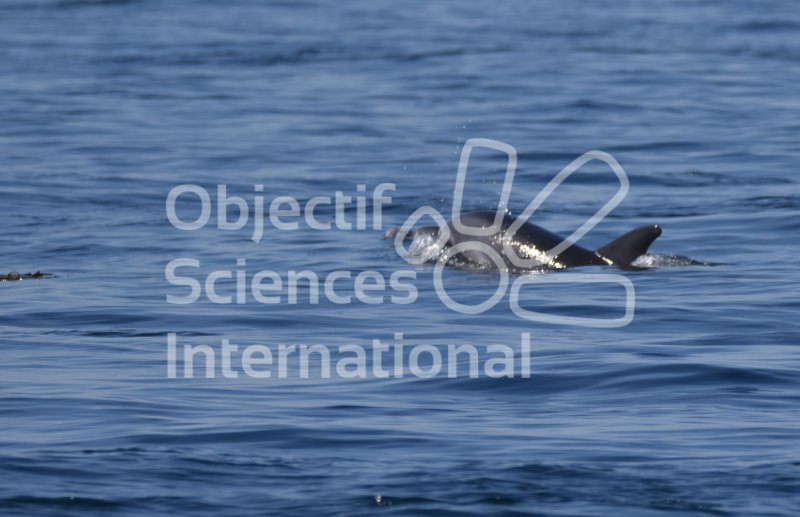 Grand Dauphin de l'archipel de Molène
Keywords: Cétacé,dauphin,photo,Bretagne,protection de la faune