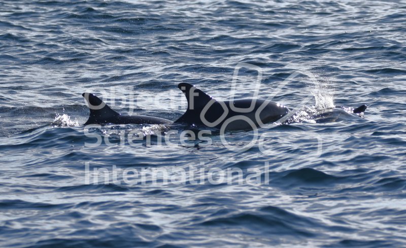Famille de dauphins communs
Keywords: Cétacés,Bretagne,Observation