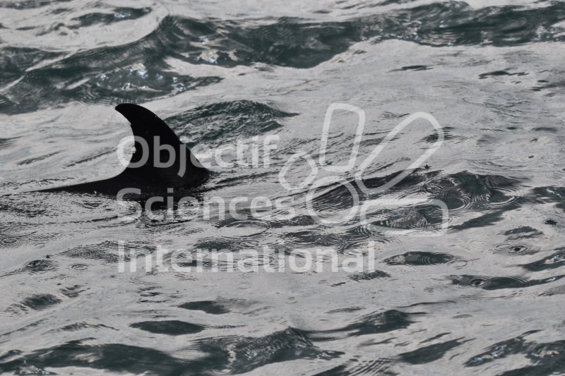 essai-photoidentification chez le dauphin
Keywords: cétacé,apprentissage photo
