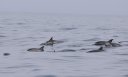 dauphins-commun-surfant-brouillard.jpg