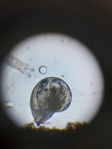 micro-plancton-gasteropode.jpg
