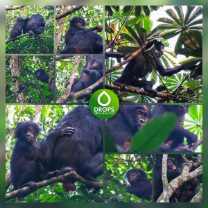 Bonobo_moisaique~0.jpg