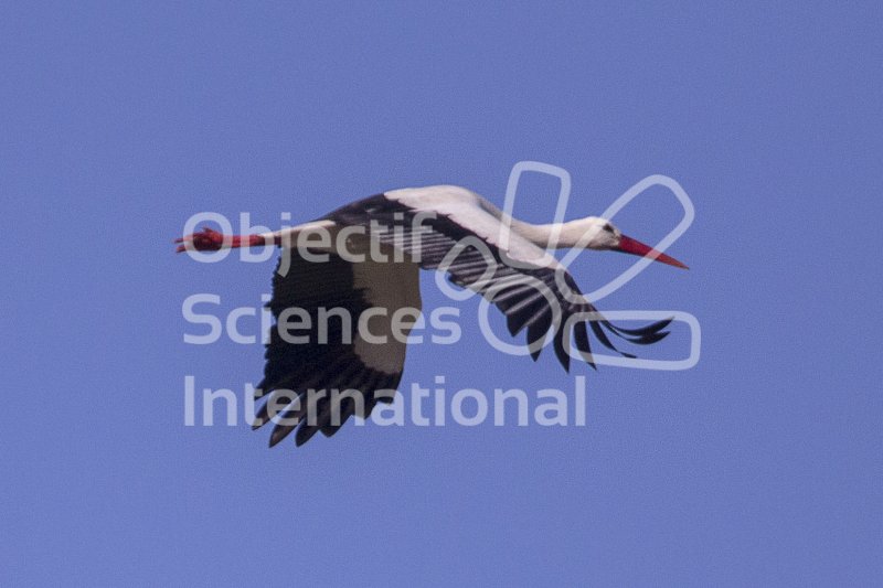 IMG_0944
Keywords: Camargue Oiseau Naturaliste Hiver