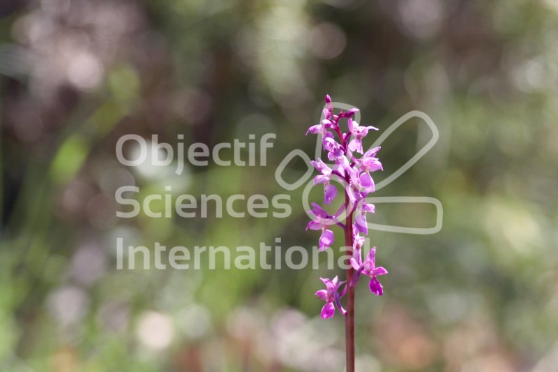 Orchis_mascula.JPG