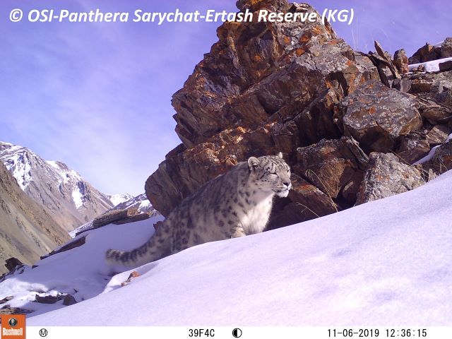 panthÃ¨re des neiges
Keywords: Snow Leopard,panthera,camera trap