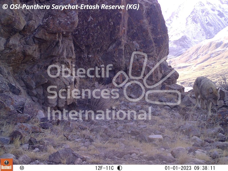 loup
Keywords: Nord de Sarychat-Ertash,Kirghizstan