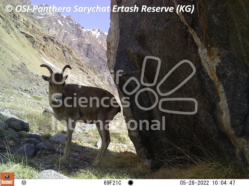 mouflon
Keywords: faune,piège photographique