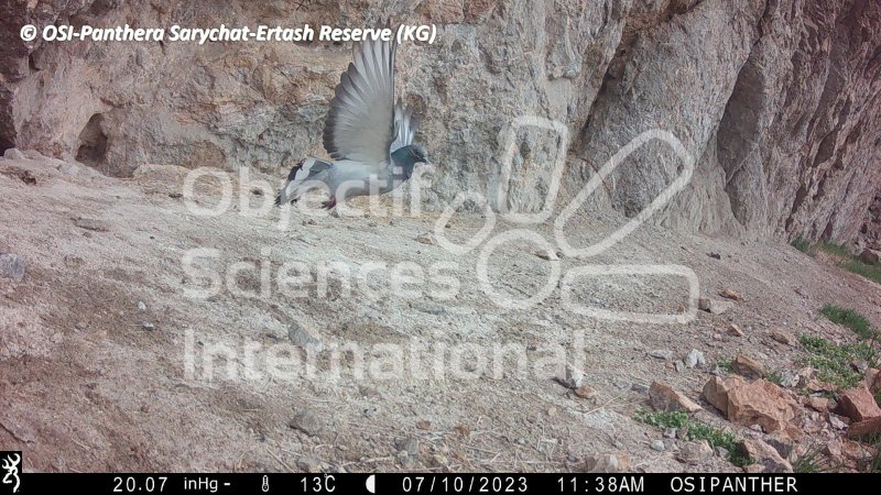 pigeon des rochers
Keywords: Nord de Sarychat-Ertash,Kirghizstan