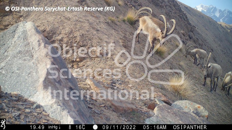 bouquetin de Sibérie, ibex
Keywords: Nord de Sarychat-Ertash,Kirghizstan
