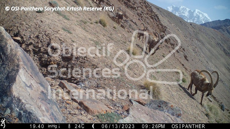 vieux ibex, vieux bouquetin
Keywords: Nord de Sarychat-Ertash,Kirghizstan