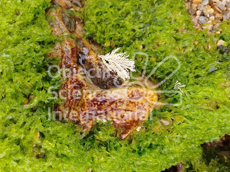 coralline
jolie squelette d'algue coralline
Keywords: algue