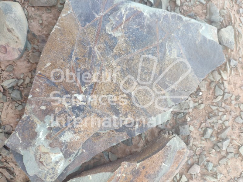 IMG_20240212_113456
Keywords: Dinosaur, fossil, expe, Maroc, paleo