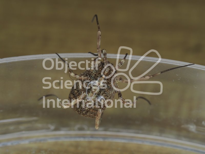 Keywords: arachnides,entomology