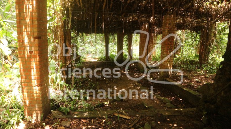 Keywords: Congo, Kisantu, Jardin botanique, Jardin, Parc, Repérage, Reperage, Expedition de repérage, nature, insectes