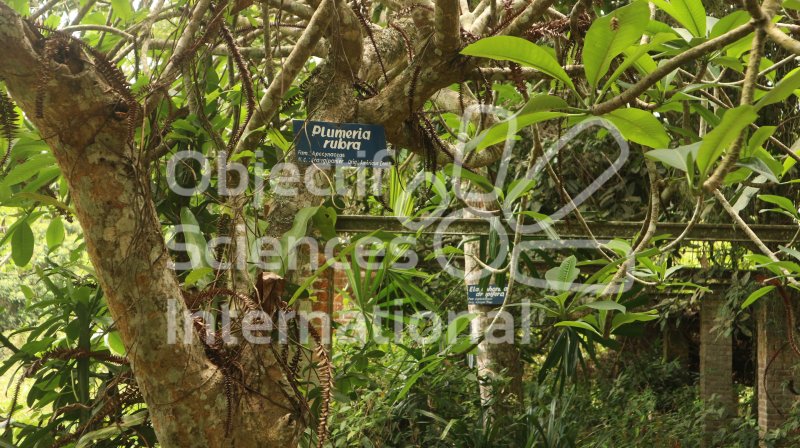 Keywords: Congo, Kisantu, Jardin botanique, Jardin, Parc, Repérage, Reperage, Expedition de repérage, nature, insectes