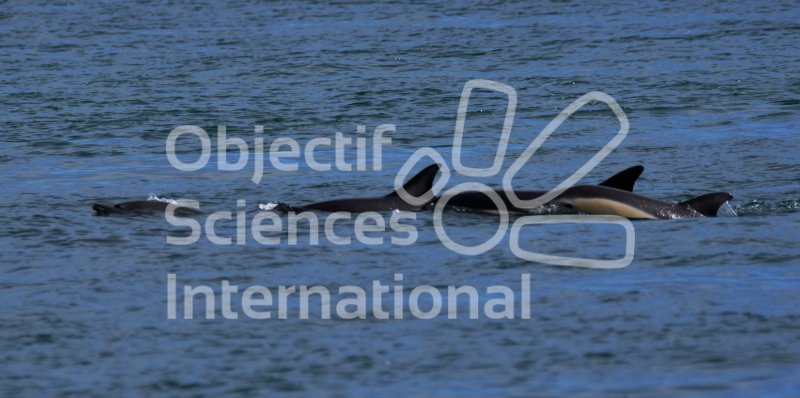 Groupe de dauphins communs
Keywords: Cétacés,dauphins,Bretagne