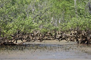 mangrove-lokobe.jpg