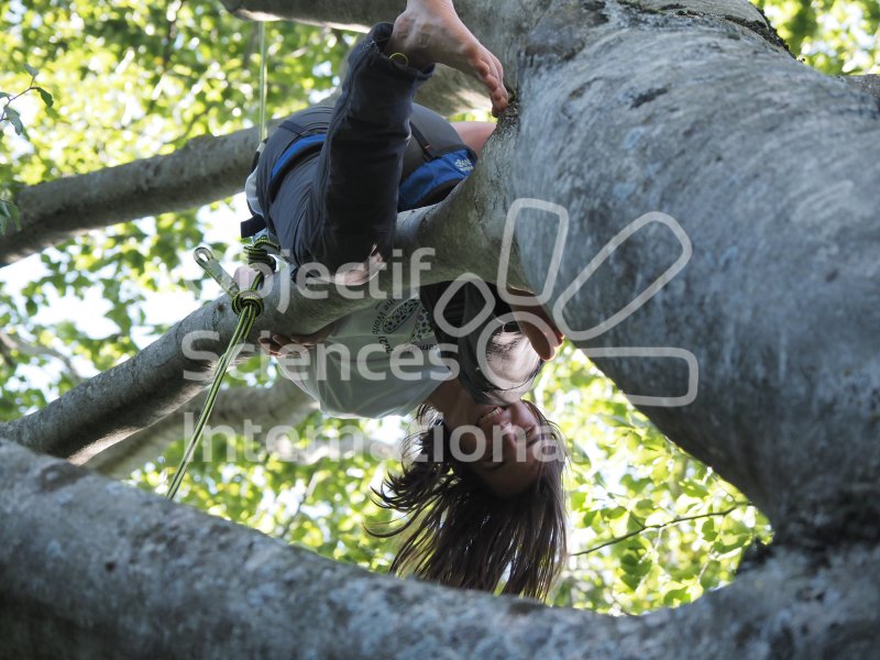 Keywords: climbing tree