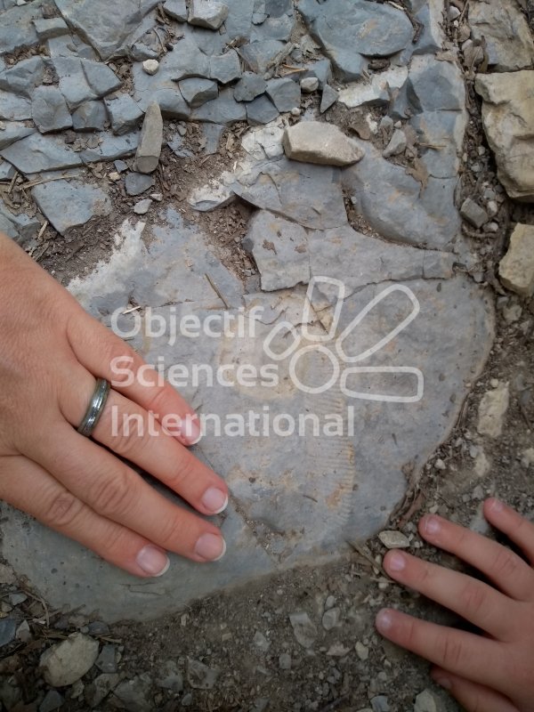 Keywords: Fossile, Ammonite déroulée, coin cabane, centre
