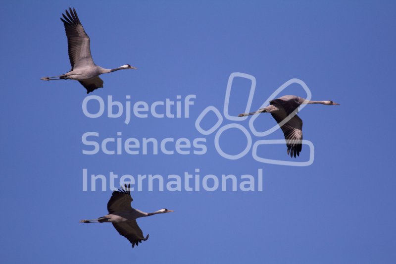 IMG_0899_RHQ
Keywords: Camargue Oiseau Naturaliste Hiver,formation,biodiversita,Grue cendrée,vol,migration