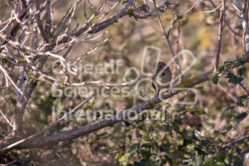 IMG_0985_RHQ
Keywords: Camargue Oiseau Naturaliste Hiver