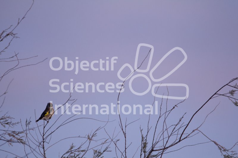 IMG_0995_RHQ
Keywords: Camargue Oiseau Naturaliste Hiver