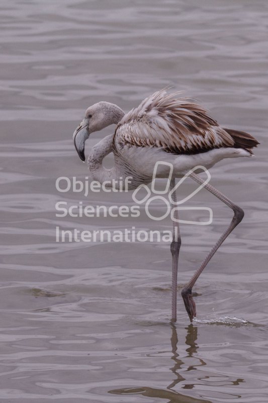 IMG_1484_RHQ
Keywords: Camargue Oiseau Naturaliste Hiver