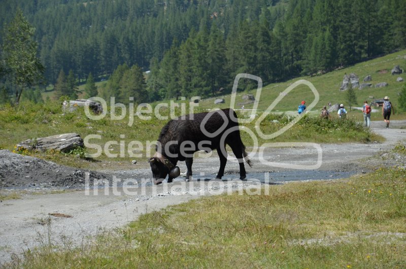 Les valaisannes
Jour 5: Les belles vaches noires du Val d'Anniviers sur notre chemin du retour.
Keywords: cows,vache,montagne,paysage